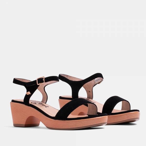 PANSY-002 - ANTE NEGRO