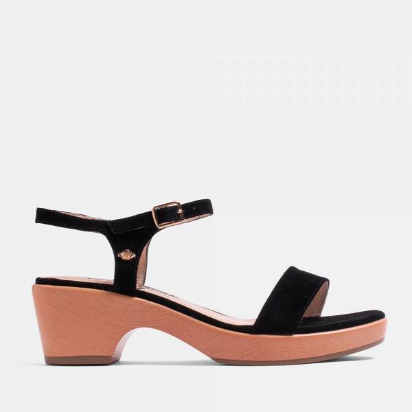 PANSY-002 - ANTE NEGRO 2