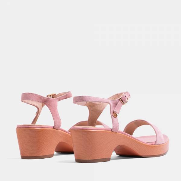 PANSY-002 - ANTE ROSA 2